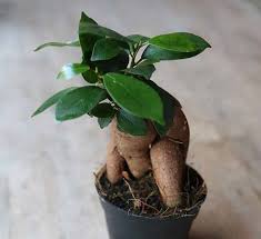 Ficus bonsai trees generally produce broad thick leaves that sprout continuously from the top stems, making the bonsai tree very easy to prune. Buy Baby Ficus Ginseng Bonsai Ideal Terrarium Plant