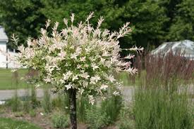 I let it grow untended for several years, and then decided that it was taking up too much space on the garden path. Salix Integra Hakuro Nishiki Willow Variety Grown By Lakeshore Willows Wainfleet On