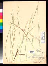 Image result for Eragrostis gangetica