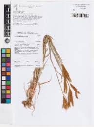 Image result for Eulalia aurea