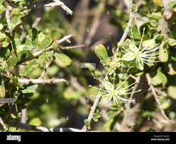 Image result for Maerua