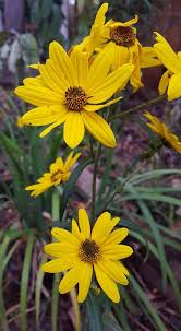 Image result for Helianthus angustifolius