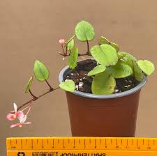 Image result for Begonia elaeagnifolia