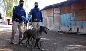 Campaña contra el maltrato animal