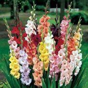 Conoscere tutti i nomi dei fiori da bulbo è indispensabile per poter scegliere quello adatto ad ogni. Tutti I Nomi Dei Fiori Bulbi Nomi Fiori