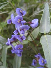 Image result for Hardenbergia comptoniana
