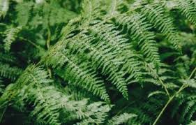 Green With Envyy Tumblr Blog With Posts Tumbral Com