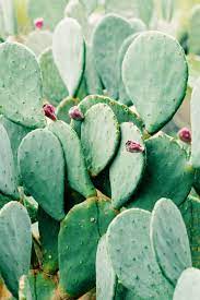 Moisture For Days Desert Succulents Plants Succulents Plant Life