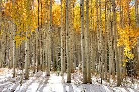 Aspen trees are sometimes referred to as aspen poplars. Aspen Trees In The Snow In Early Winter Time Photographic Print Snehitdesign Art Com