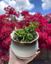 Specialists in plants of all kinds for the home garden and complete landscape design. Evergreen Nursery 8592 Garden Grove Blvd Garden Grove Ca Nurseries Mapquest