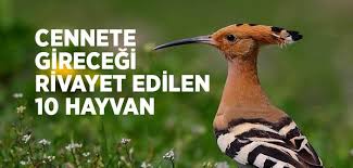 Cennete Girecek Hayvanlar Islam Ve Ihsan