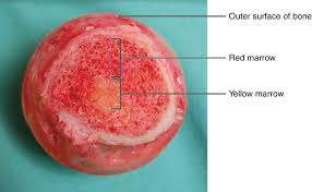 Maybe you would like to learn more about one of these? Difference Between Red And Yellow Bone Marrow Compare The Difference Between Similar Terms