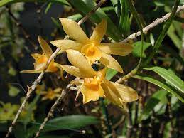 Grow And Care Dendrobium Orchid Travaldo S Blog