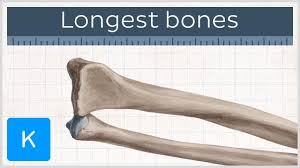 Learn vocabulary, terms and more with flashcards, games and other study tools. What Are The Longest Bones In Your Body Human Anatomy Kenhub Youtube