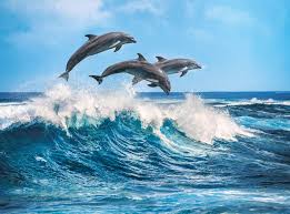 Dolphins 500 Pieces Clementoni Puzzle Warehouse In 2021 Ocean Creatures Marine Animals Dolphins
