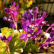 Image result for Lapeirousia littoralis