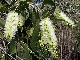 Image result for Melaleuca leucadendron