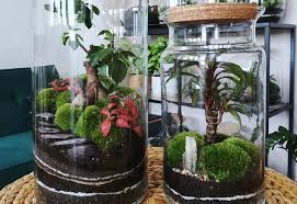 Treat any cactus or succulent like any othe house plant in the summer and water and you should water your cactus about twice a month. How To Make A Terrarium The Best Plants For Terrariums The Old Farmer S Almanac