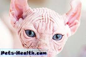 القطط Sphynx 5 أشياء يجب معرفتها عن العيش مع القطط بدون شعر لايف ستايل 2021