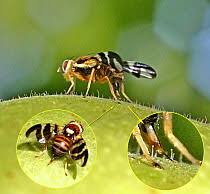 Image result for Rhagoletis completa