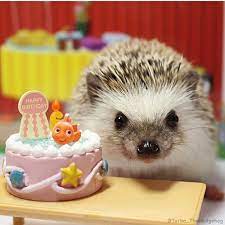 Turbo The Hedgehog Turbo Thehedgehog S Instagram Photos Videos Webstagram Cute Animals Hedgehog Pet Cute Baby Animals
