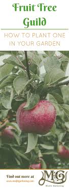 In this case, fruit trees. So Pflanzen Sie Eine Fruit Tree Guild Mutterhof