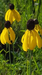 Image result for Cineraria pinnata