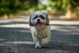 We've based our best pet transportation services rankings on several factors, including all breeds are welcome, and they do not charge extra for puppies or dogs with special needs. Stress Free Pet Transport Service For Ground Transport
