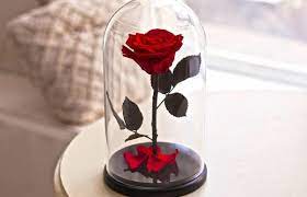 Gambar bunga matahari, mawar, sakura, anggrek, asoka, aster, dahlia, lavender yang indah, bagus, cantik, dan romantis. Bunga Mawar Ini Diberi Mantra Agar Tidak Layu Kok Bisa Ya 90 4 Cosmopolitanfm