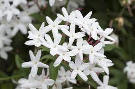 Below contains different types of flowers meaning in hindi and english with pronunciation. Flower Names In Hindi And English à¤« à¤² à¤• à¤¨ à¤® List Of Flowers