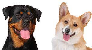 Maybe you would like to learn more about one of these? Corgi Rottweiler Mix Would This Rare Crossbreed Be Right For You
