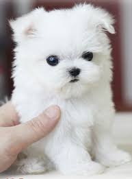 Teacup Yorkie Tumblr Teacup Yorkie Puppy Teacup Puppies Teacup Puppies Maltese
