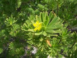 Image result for Suriana maritima