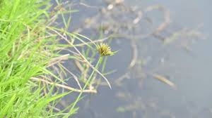 Image result for Pycreus sp.no.1