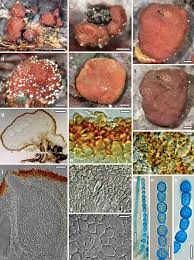 Tubegalore.com has a huge collection of porno :: European Species Of Hypocrea Part Ii Species With Hyaline Ascospores Springerlink