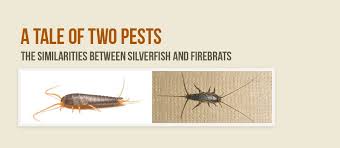Silverfish And Firebrats A Tale Of Two Pests Silverfish Pests Household Pests