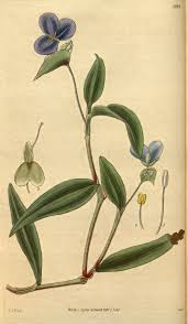 Image result for Commelina subulata