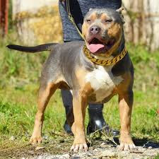 Maybe you would like to learn more about one of these? Xxl Pitbull Puppies For Sale Cheap Bmo Show