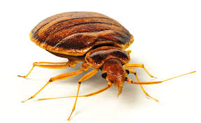 Image result for bed bugs