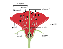 Petals of various colors surround the male and female reproductive parts. Pistil The Female Reproductive Part Of A Flower Centrally Located Typically Consists Of A Swollen Ba Parts Of A Flower List Of Edible Flowers Flower Science