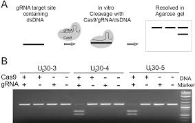 Maybe you would like to learn more about one of these? Herpesviral Lytic Gene Functions Render The Viral Genome Susceptible To Novel Editing By Crispr Cas9 Elife