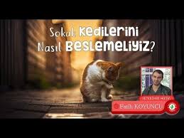 Veteriner Hekim Fatih Koyuncu Sokak Kedileri Icin Mama Onerileri Tarifleri Sokak Kedileri Icin En Ekonomik En Saglikli En Pratik Kedi Veterinerler Kedicik