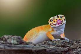 Kung Fu Gecko
