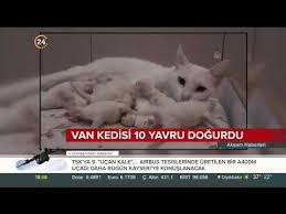 Van Kedisi 10 Yavru Dogurdu Youtube