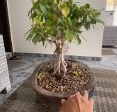 Added this ficus microcarpa to the collection today. It has ...