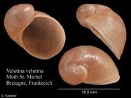 Image result for Premna velutina