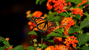 We did not find results for: Download Wallpaper 1920x1080 Monarch Butterfly Butterfly Wings Flowers Full Hd Hdtv Fhd 1080p Hd Background
