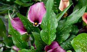 Caracteristicas E Cultivo Da Calla Colorida Zantedeschia Aethiopica Spreng Plantasonya O Seu Blog Sobre Cultivo De Plantas E Flores
