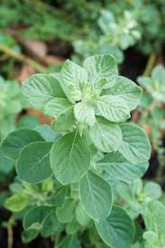 Image result for Aerva