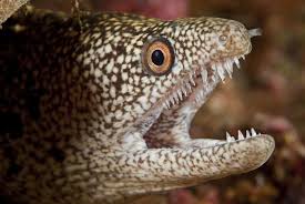 The Jaws And Teeth Of Stout Moray Eel Gymnothorax Eurostus Hawaii Photo By David Fleetham Oceans Of The World Marine Fish Moray Eel